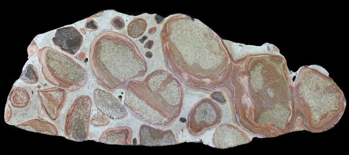 Polished Shark Bay Stromatolite Fossil - MYO #39054
